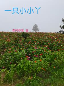 一只小小雨黑龙江
